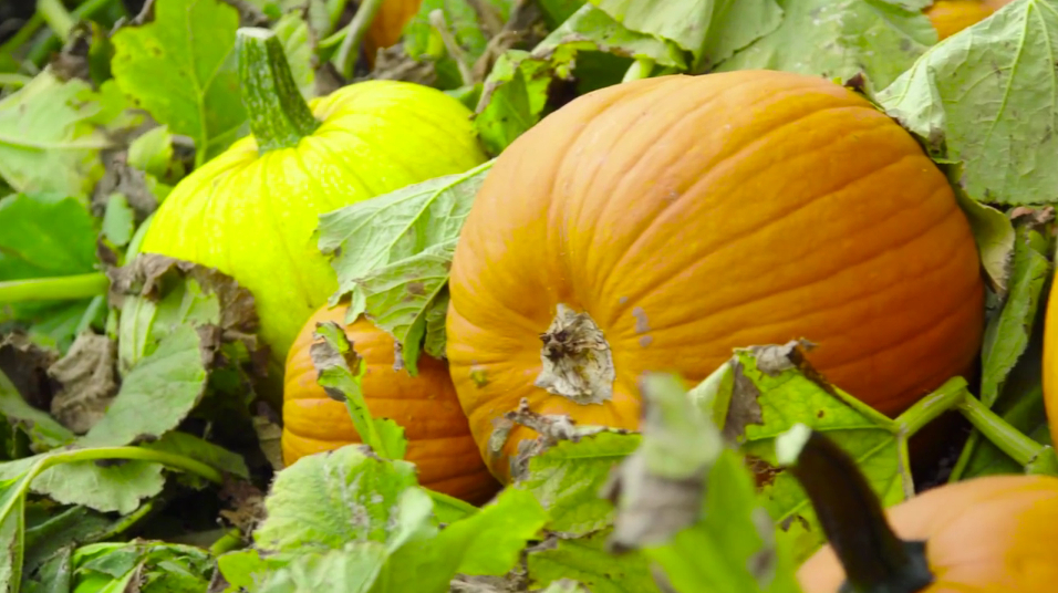 WIRED: Picking Pumpkins, The Harvesting Process | SelfMayd Studios